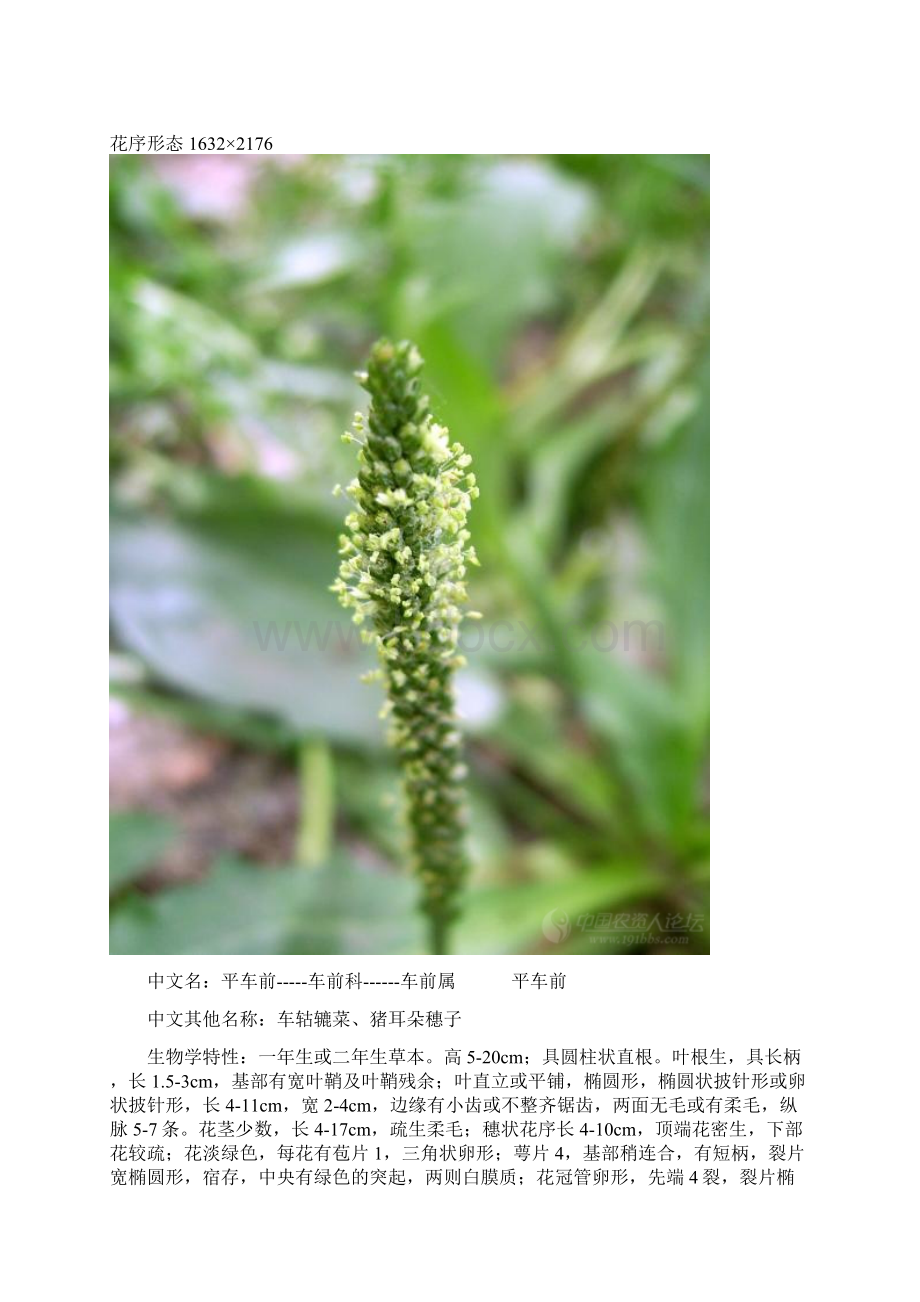 车前科蓼科马齿苋科毛茛科蔷薇科Word下载.docx_第2页