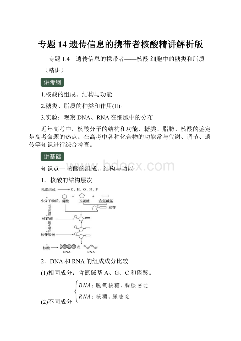 专题14 遗传信息的携带者核酸精讲解析版.docx