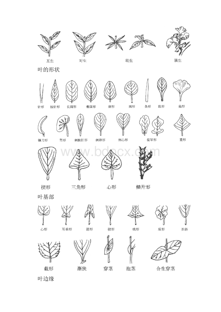 植物分类学常用术语图解.docx_第2页