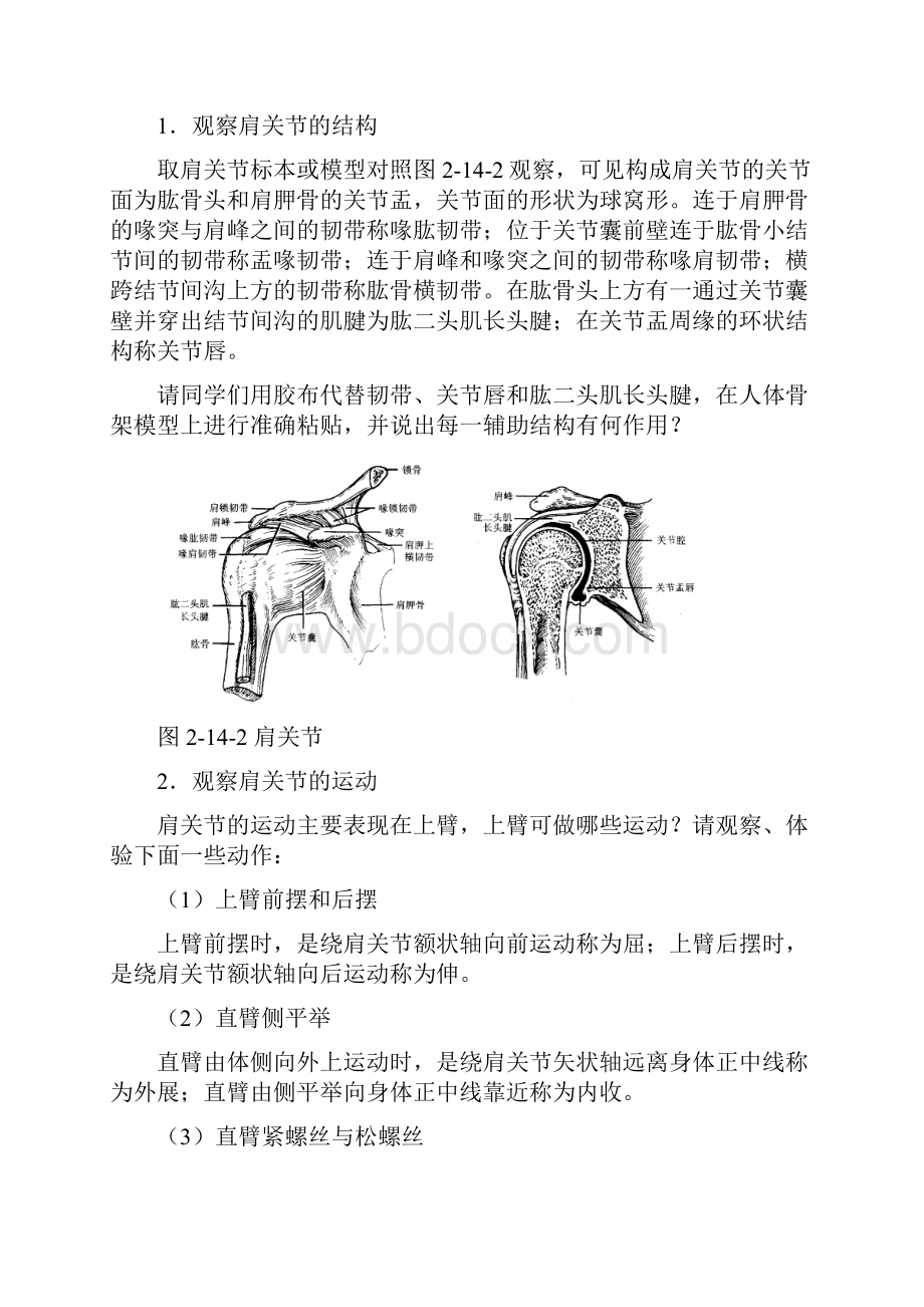 人体解剖学实验十四上肢骨连结和主要作用.docx_第3页