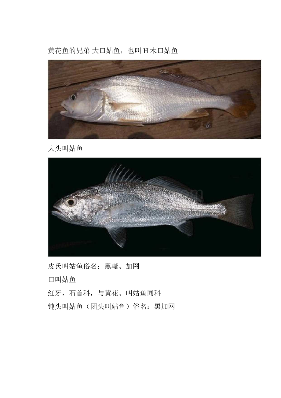 海南常见海鱼品种.docx_第2页