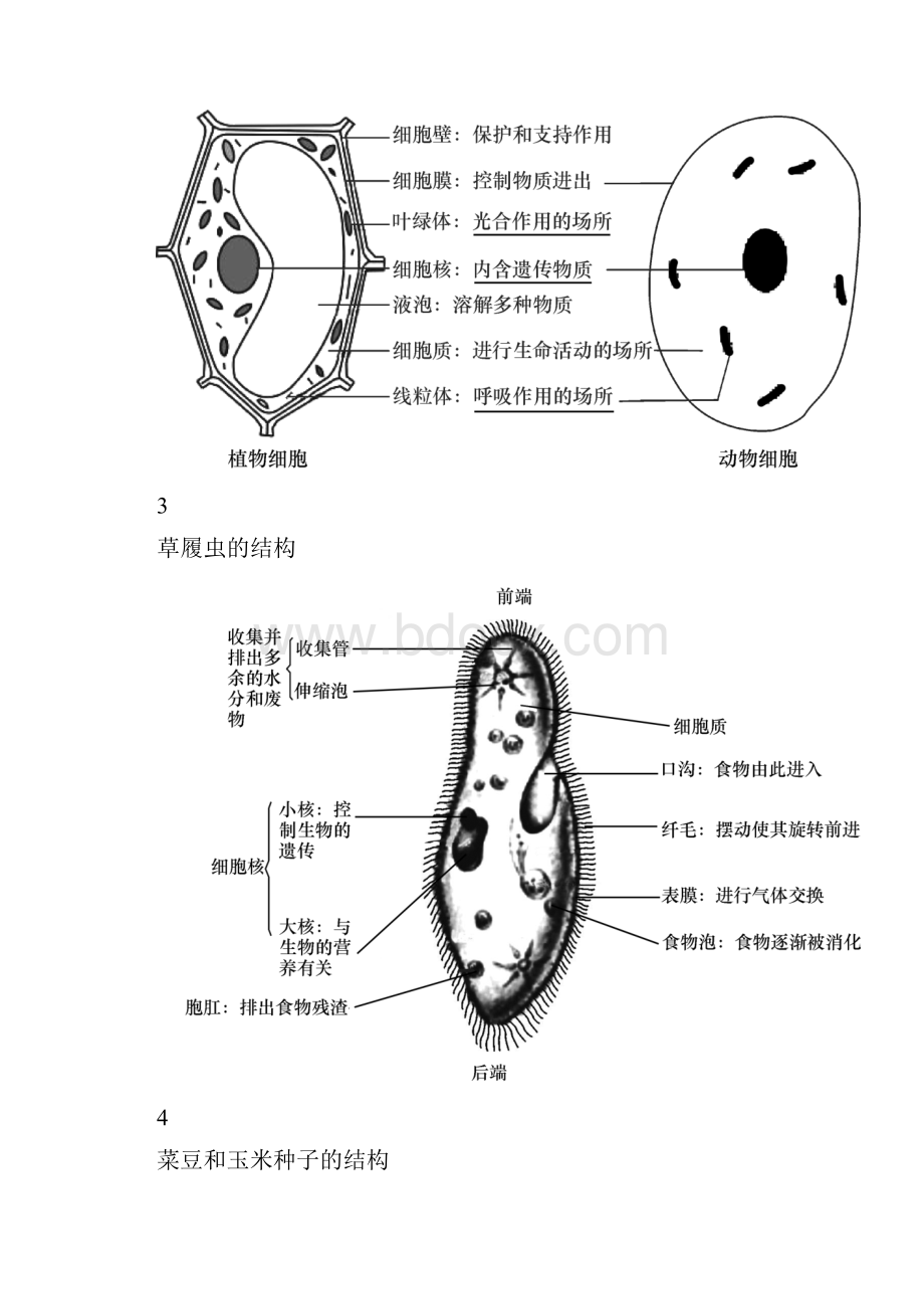 中考生物识图题常用结构示意图汇总复习必备.docx_第2页