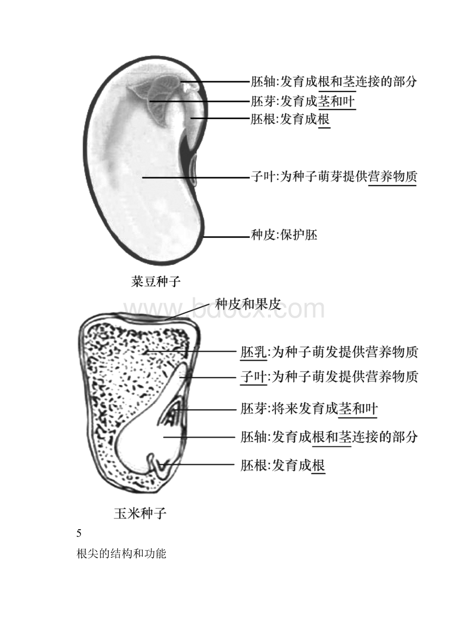 中考生物识图题常用结构示意图汇总复习必备.docx_第3页