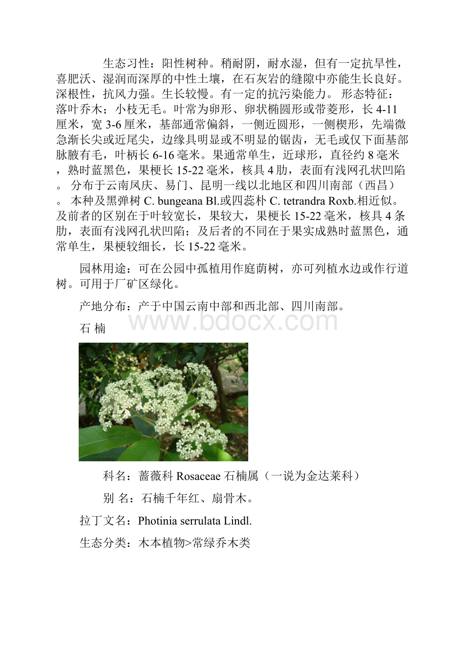 云南绿化常用树种.docx_第2页