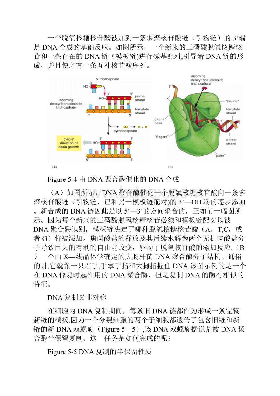 DNA的复制机制.docx_第2页