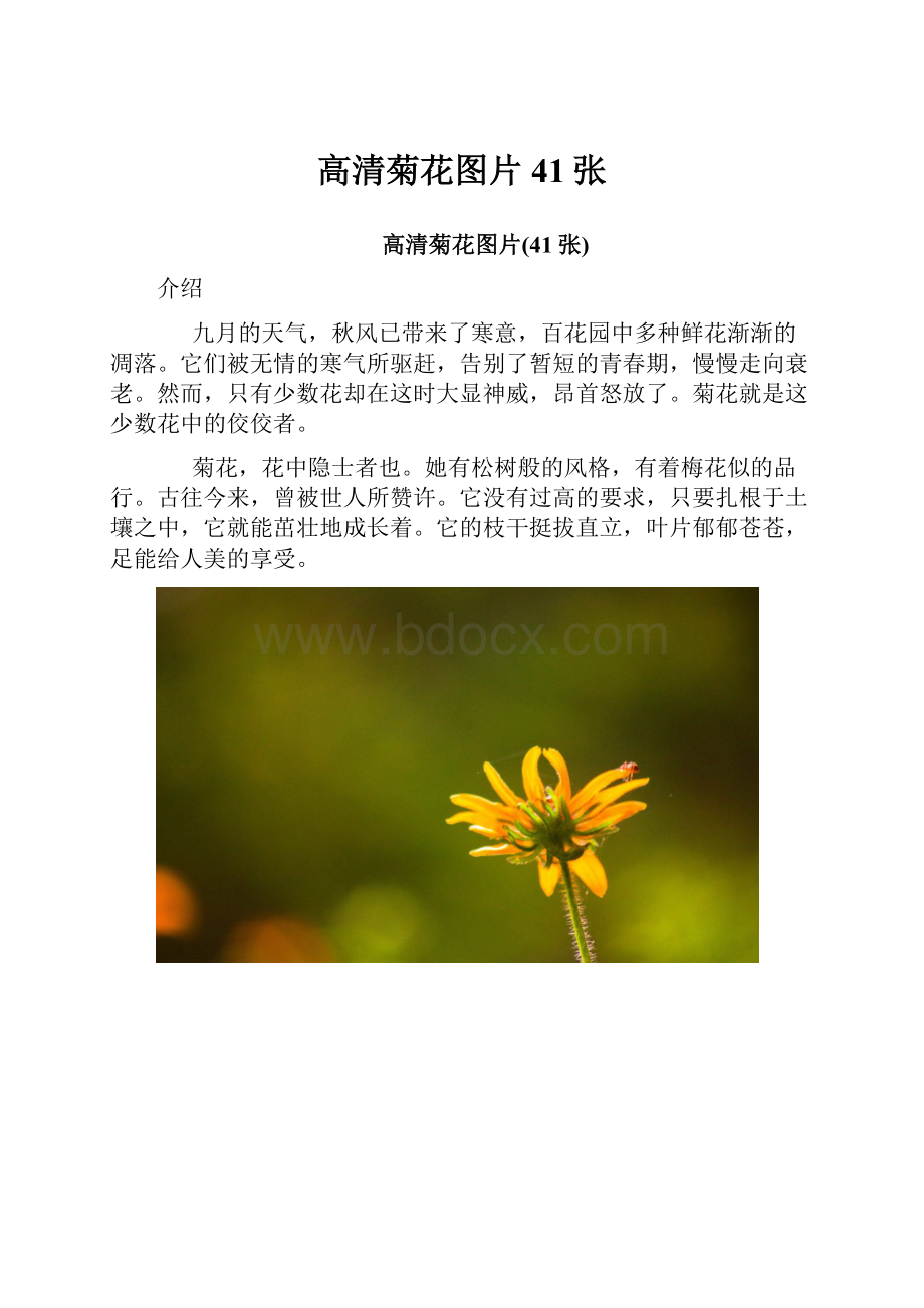 高清菊花图片41张.docx_第1页