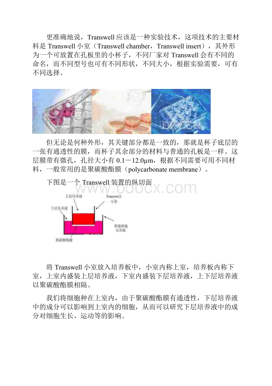 Transwell实验原理与操作步骤.docx_第3页