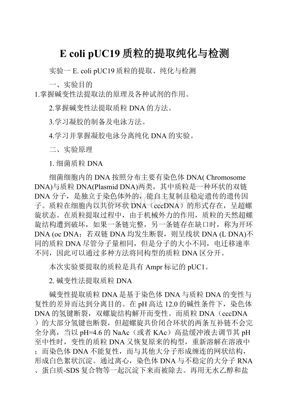 E coli pUC19质粒的提取纯化与检测.docx