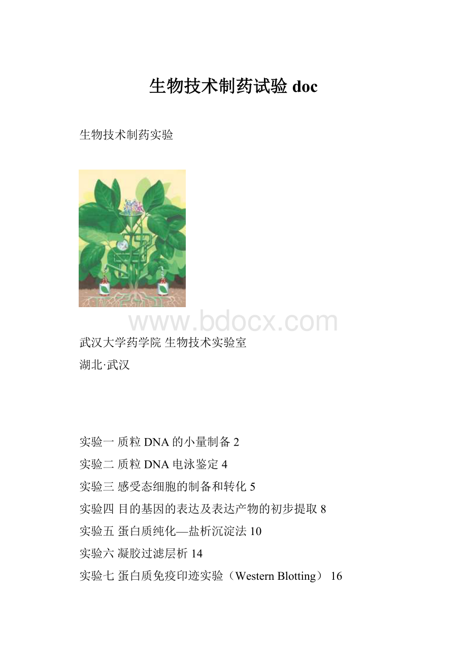 生物技术制药试验doc.docx_第1页