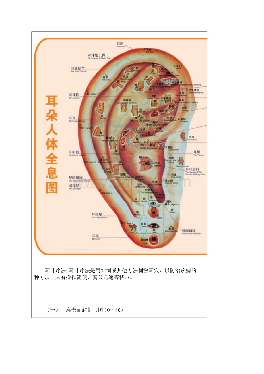 耳部穴位反射图.docx_第3页