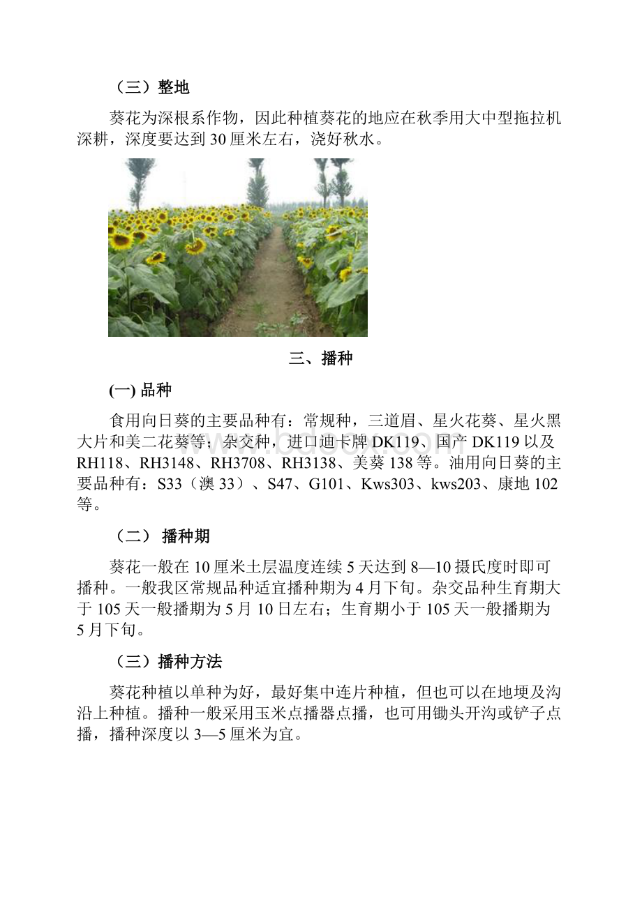 葵花种植新技术研究.docx_第2页