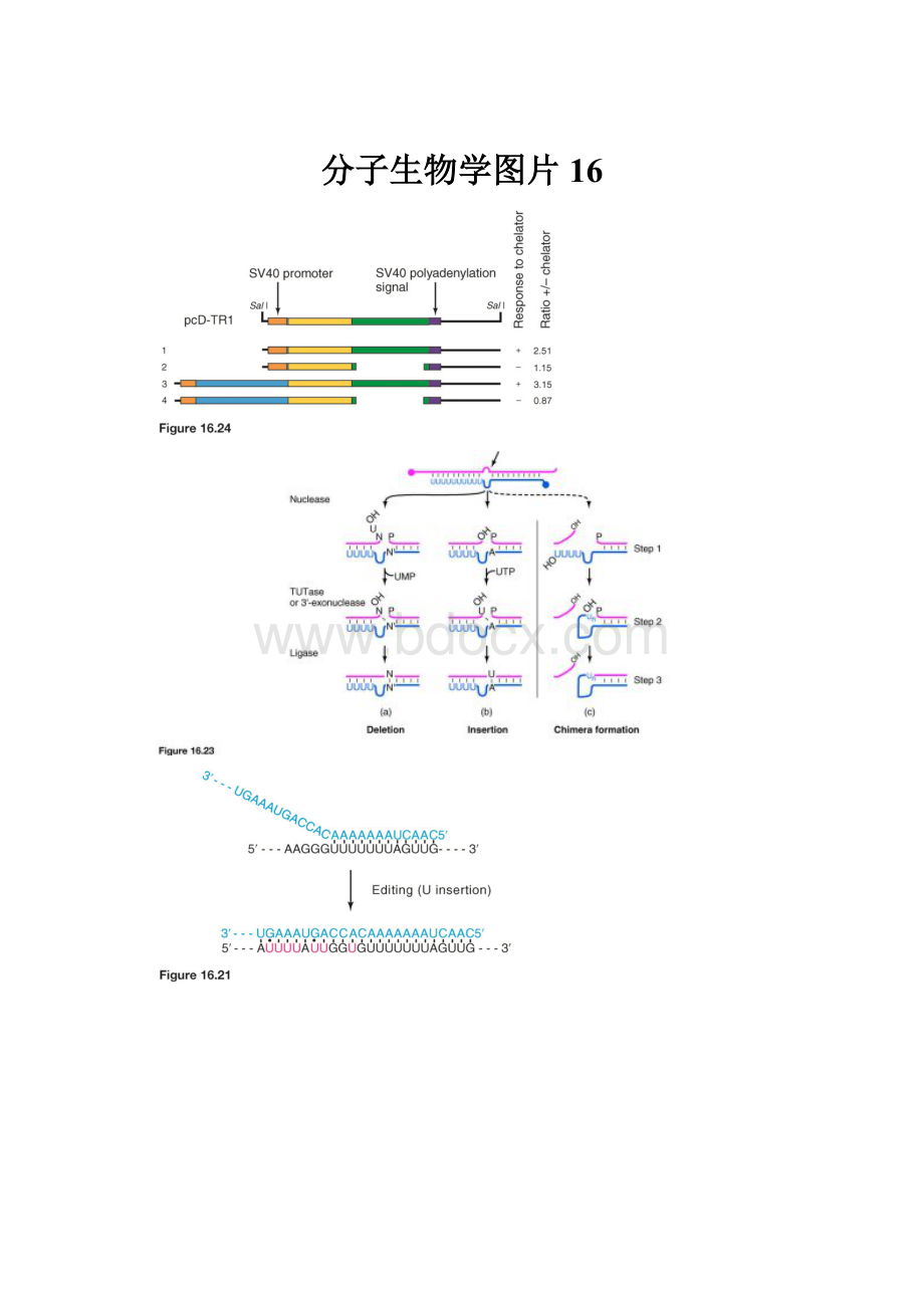 分子生物学图片16.docx_第1页