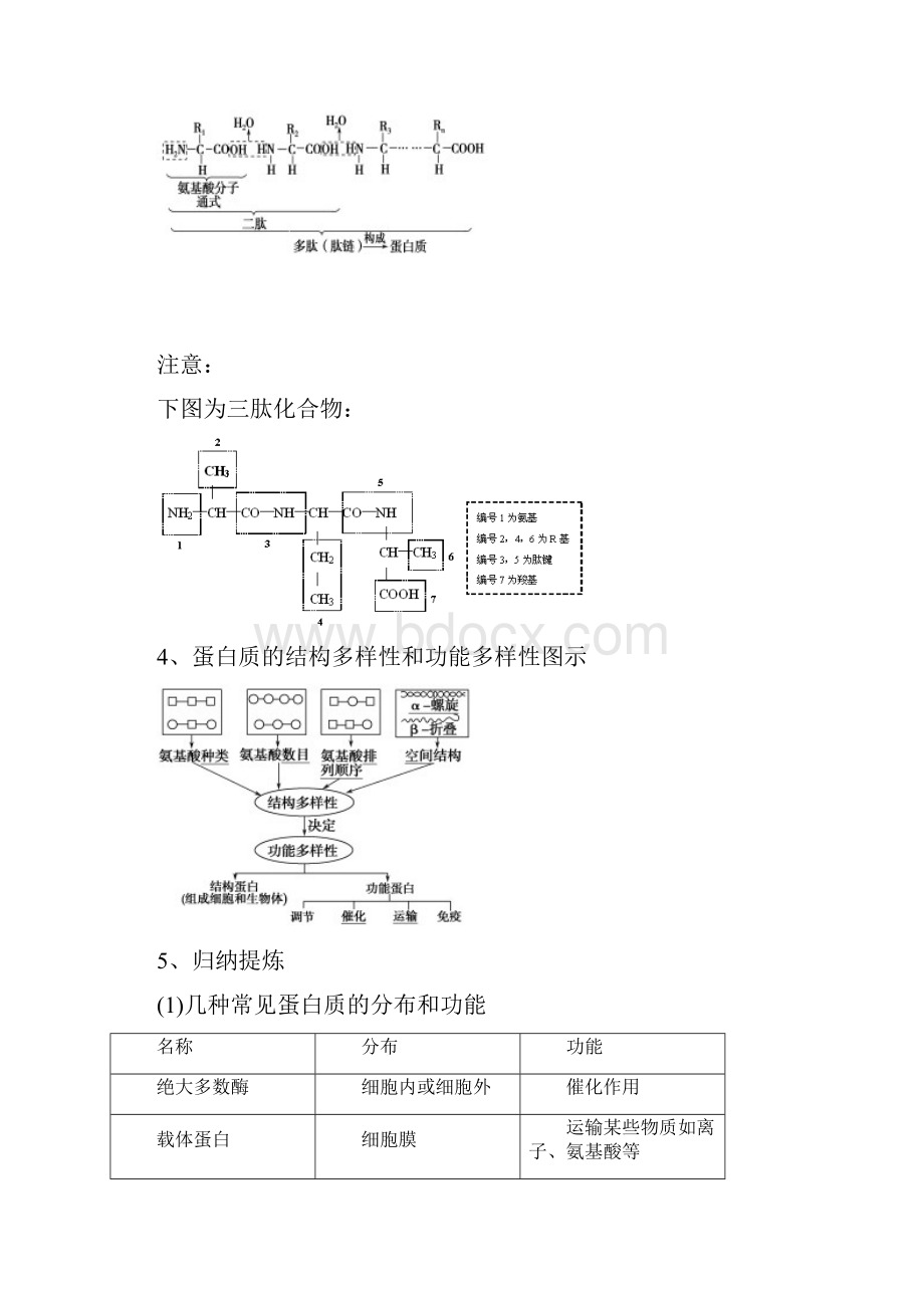 蛋白质复习专题.docx_第2页