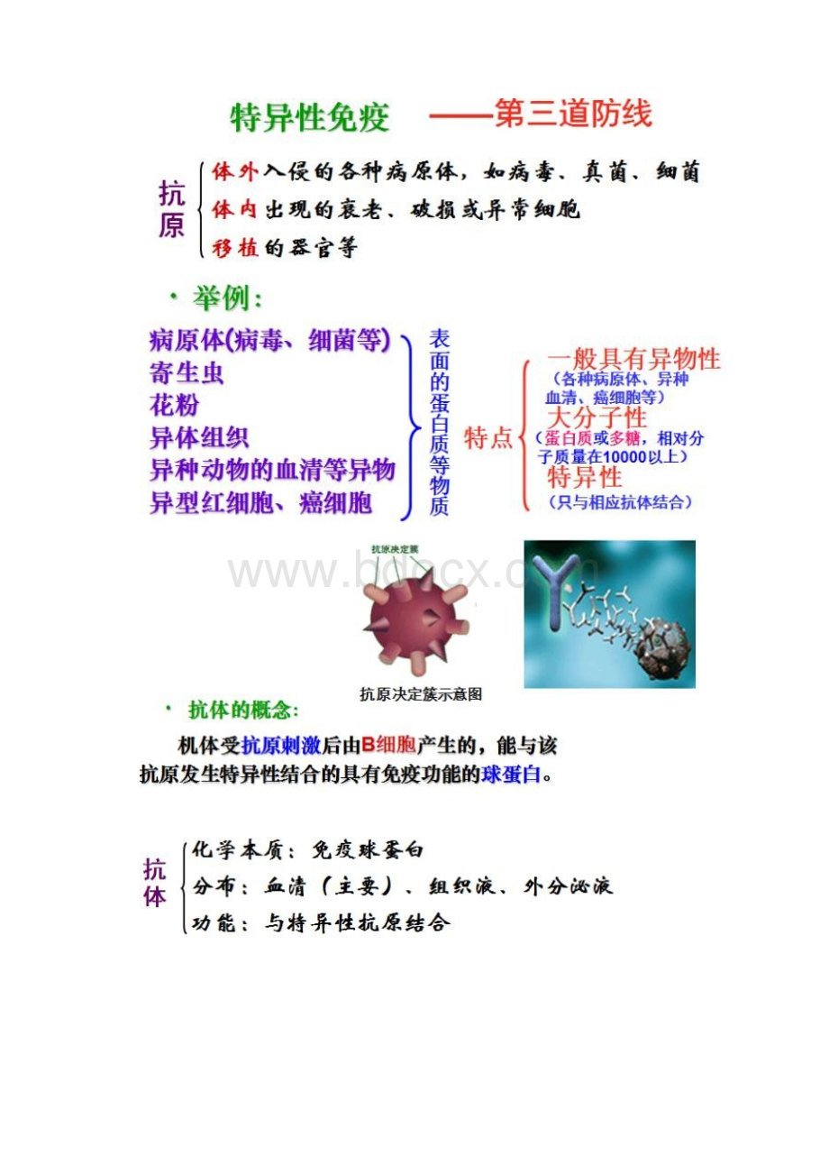 高中生物免疫调节知识总结.docx_第3页