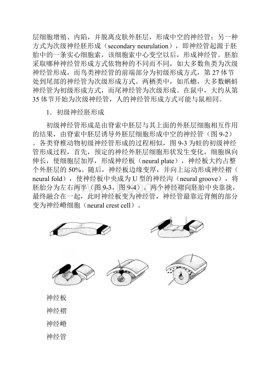 第九章三胚层与器官发生.docx_第3页