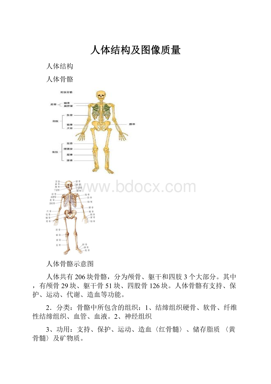 人体结构及图像质量.docx_第1页