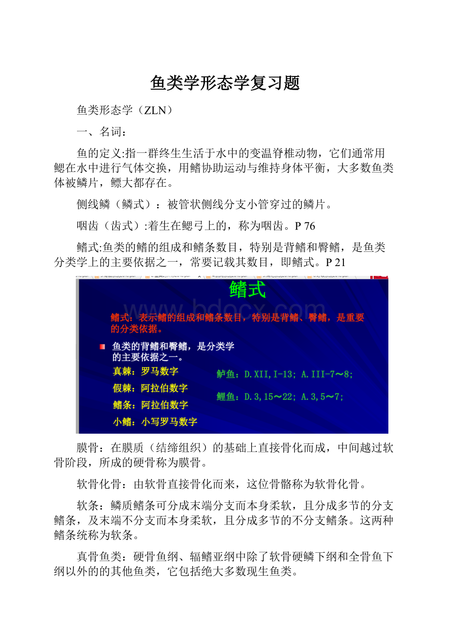 鱼类学形态学复习题Word文档格式.docx_第1页