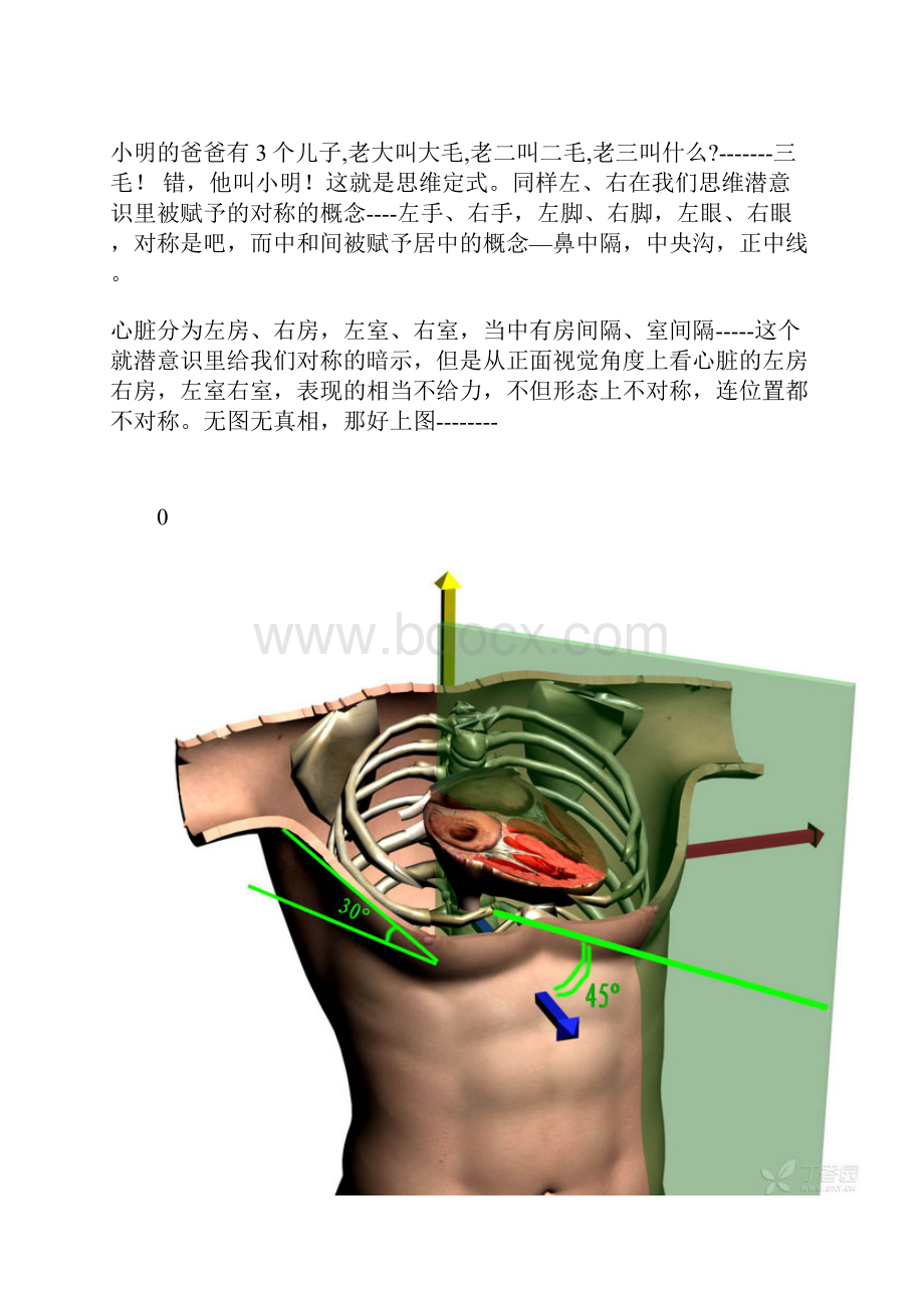 心脏解剖.docx_第2页