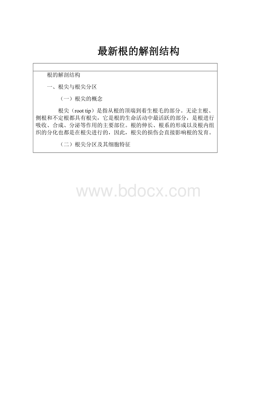 最新根的解剖结构Word文档下载推荐.docx