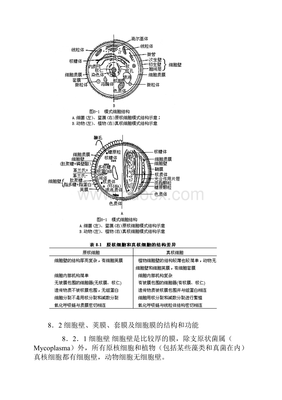 第18章生物膜与细胞器1Word文件下载.docx_第3页