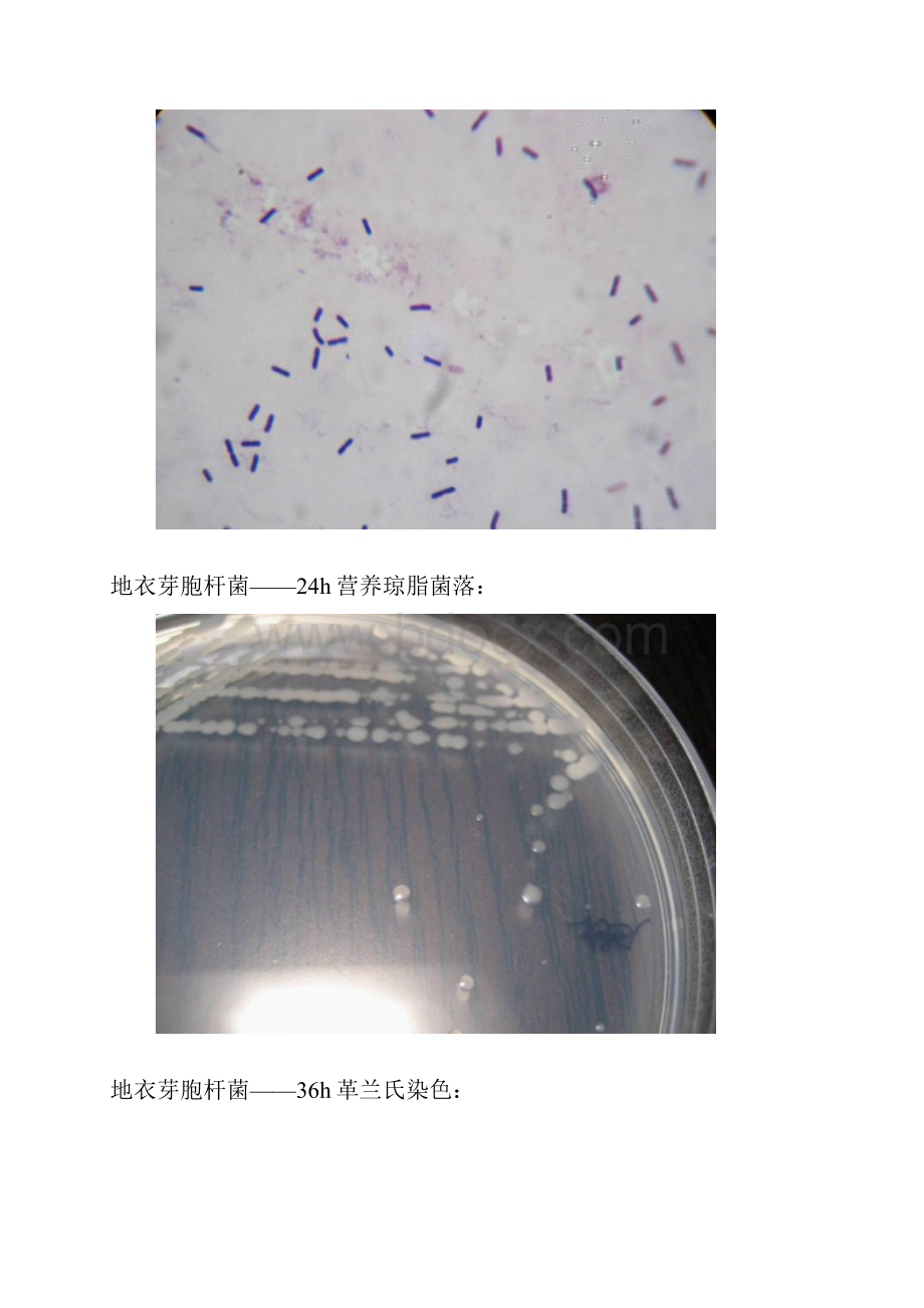 芽孢杆菌形态特征内容充实Word格式.docx_第3页