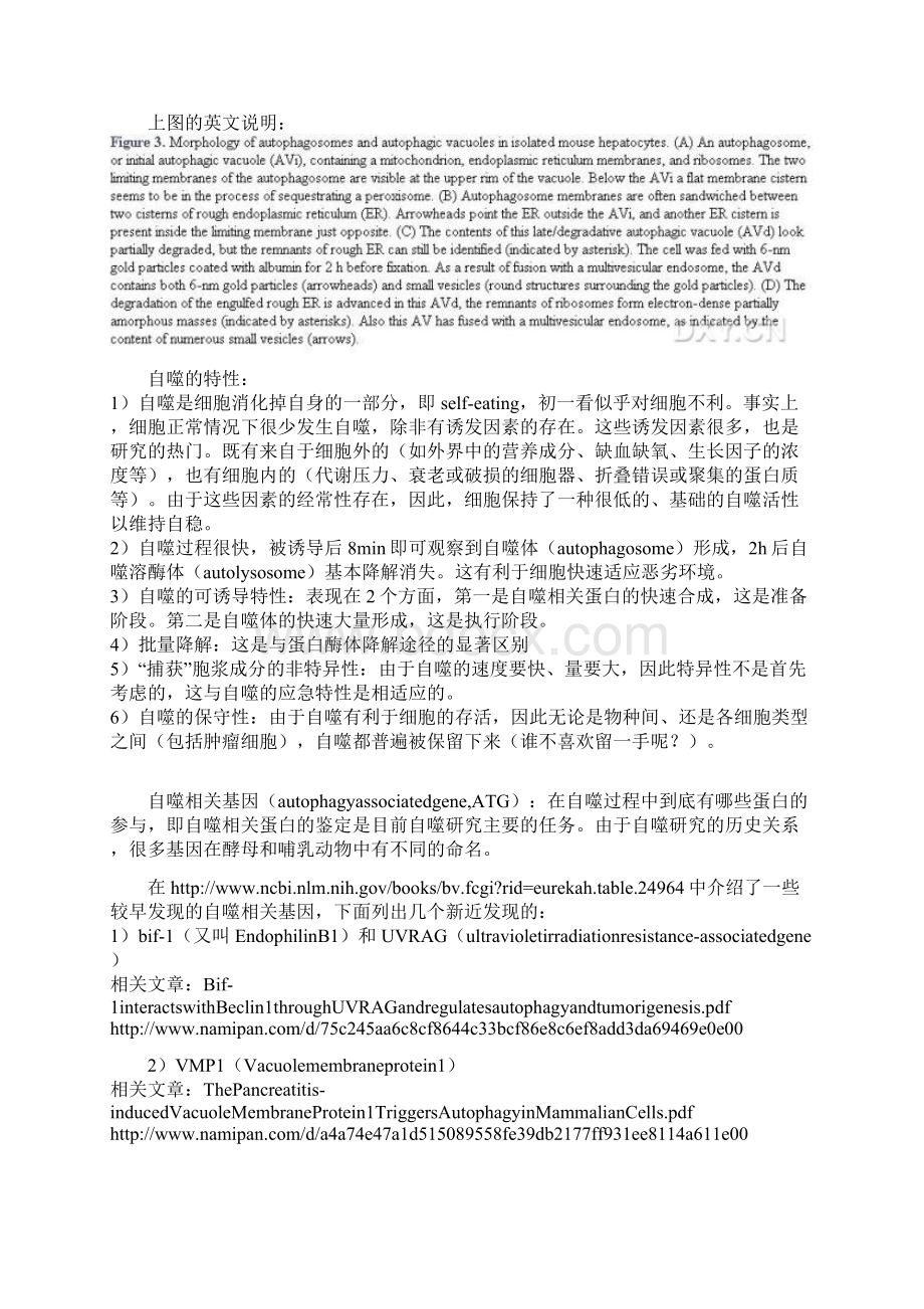 自噬Word文档格式.docx_第2页