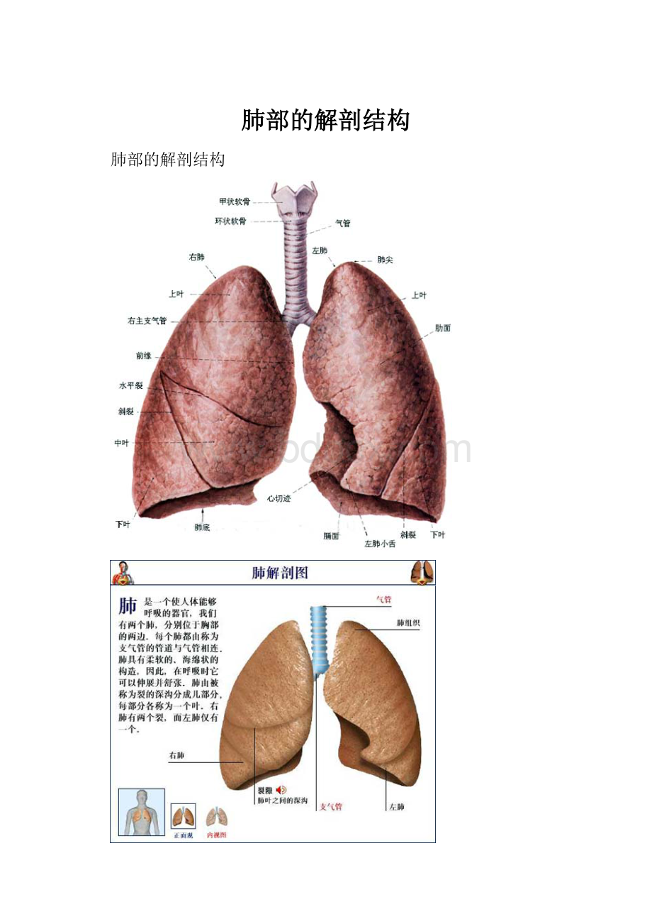 肺部的解剖结构Word文档下载推荐.docx