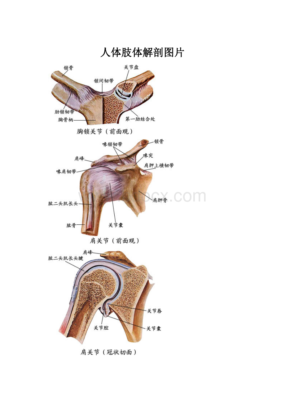 人体肢体解剖图片Word格式.docx