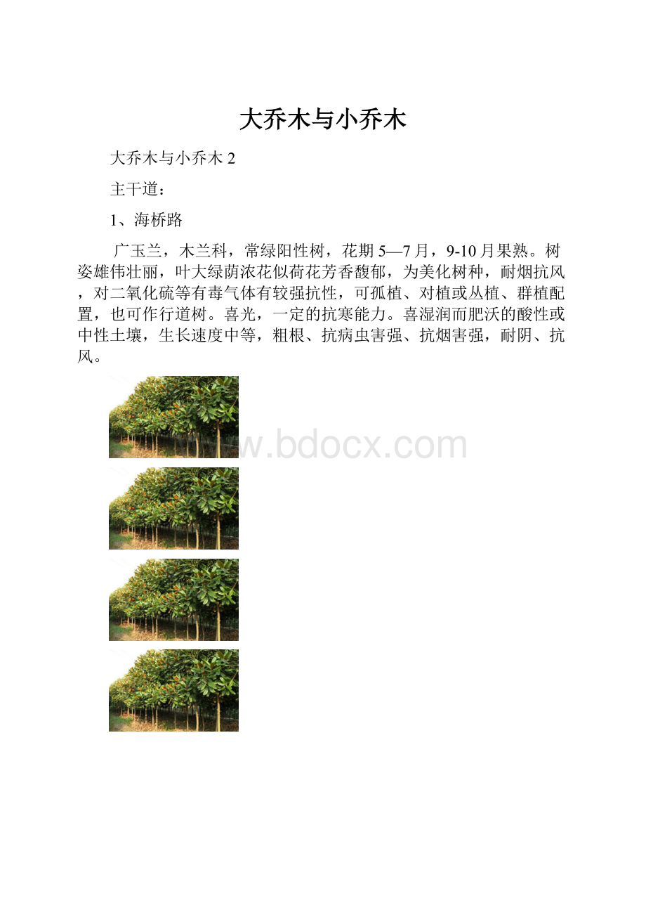 大乔木与小乔木.docx_第1页