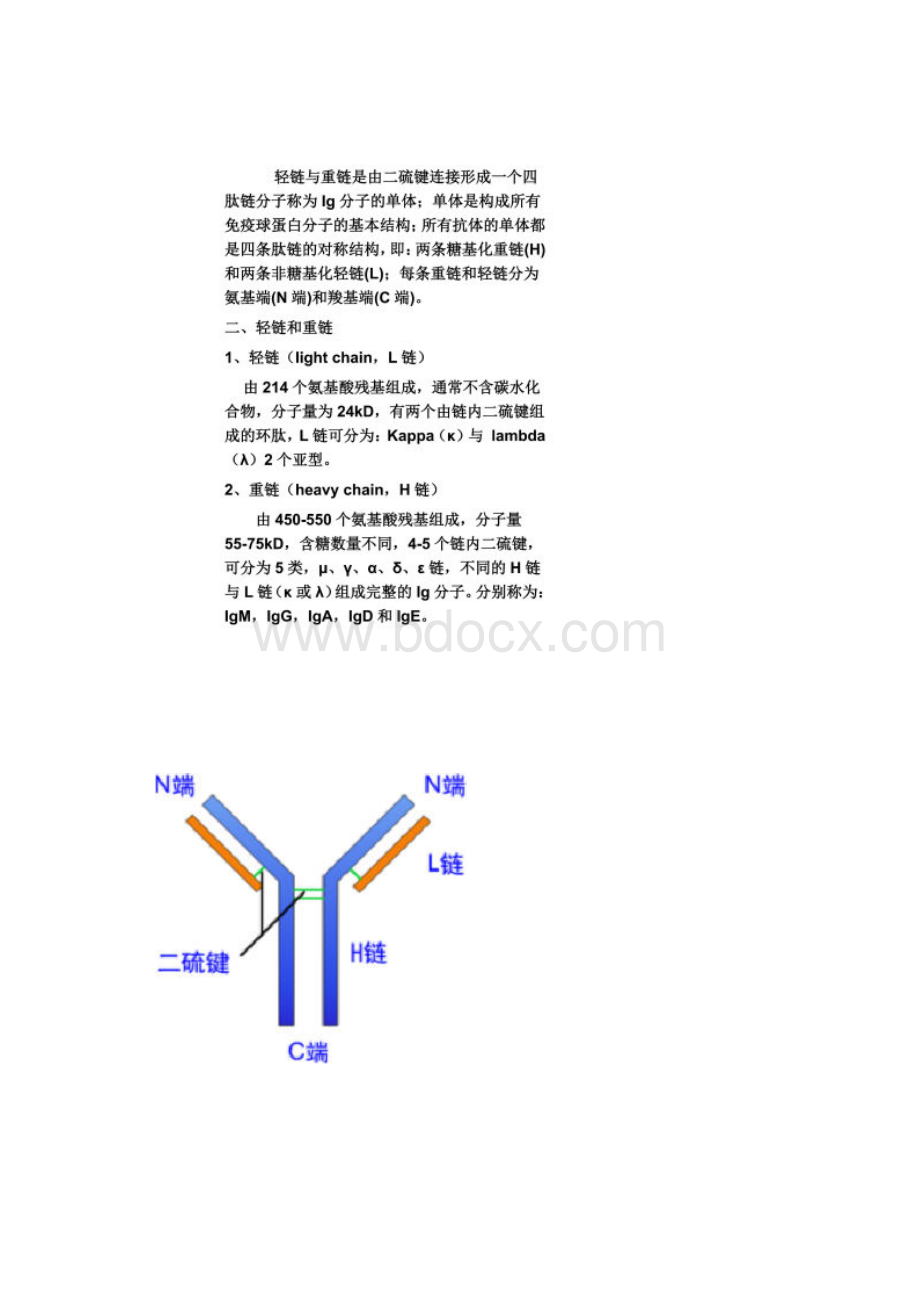 免疫球蛋白结构Word文件下载.docx_第2页