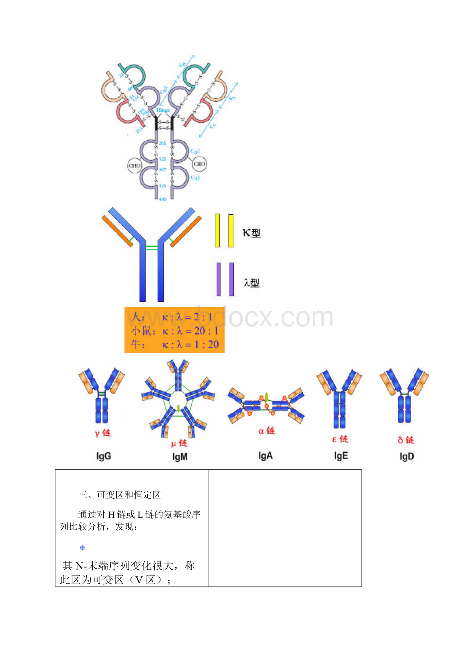 免疫球蛋白结构Word文件下载.docx_第3页