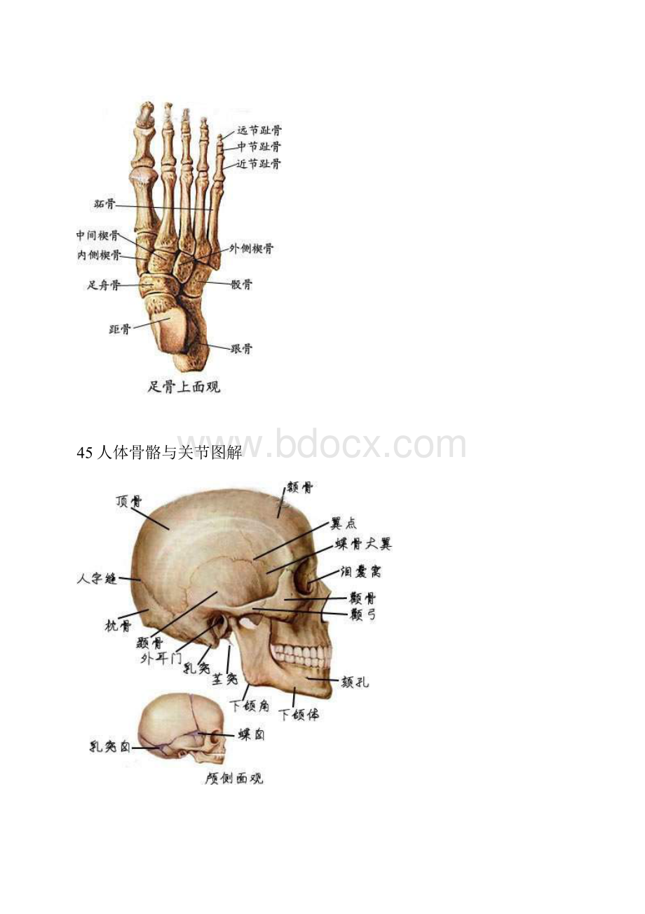 人体骨骼与关节图解.docx_第2页