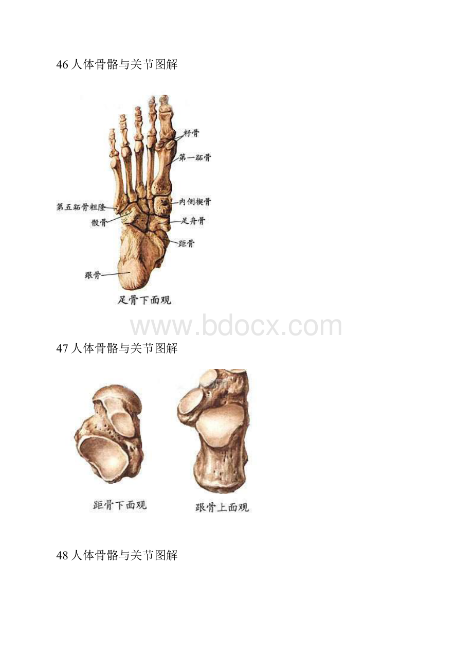 人体骨骼与关节图解.docx_第3页