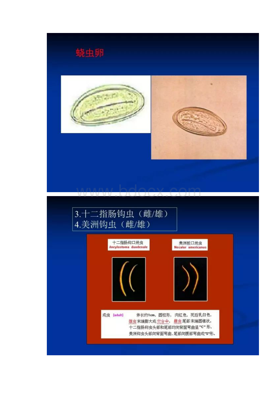 寄生虫学图谱.docx_第3页