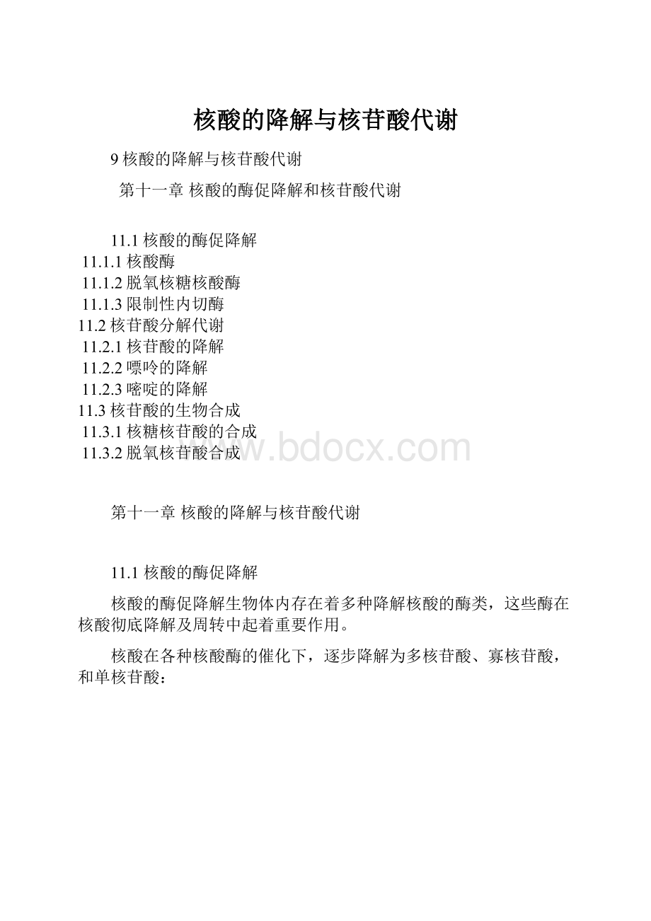 核酸的降解与核苷酸代谢Word文档下载推荐.docx