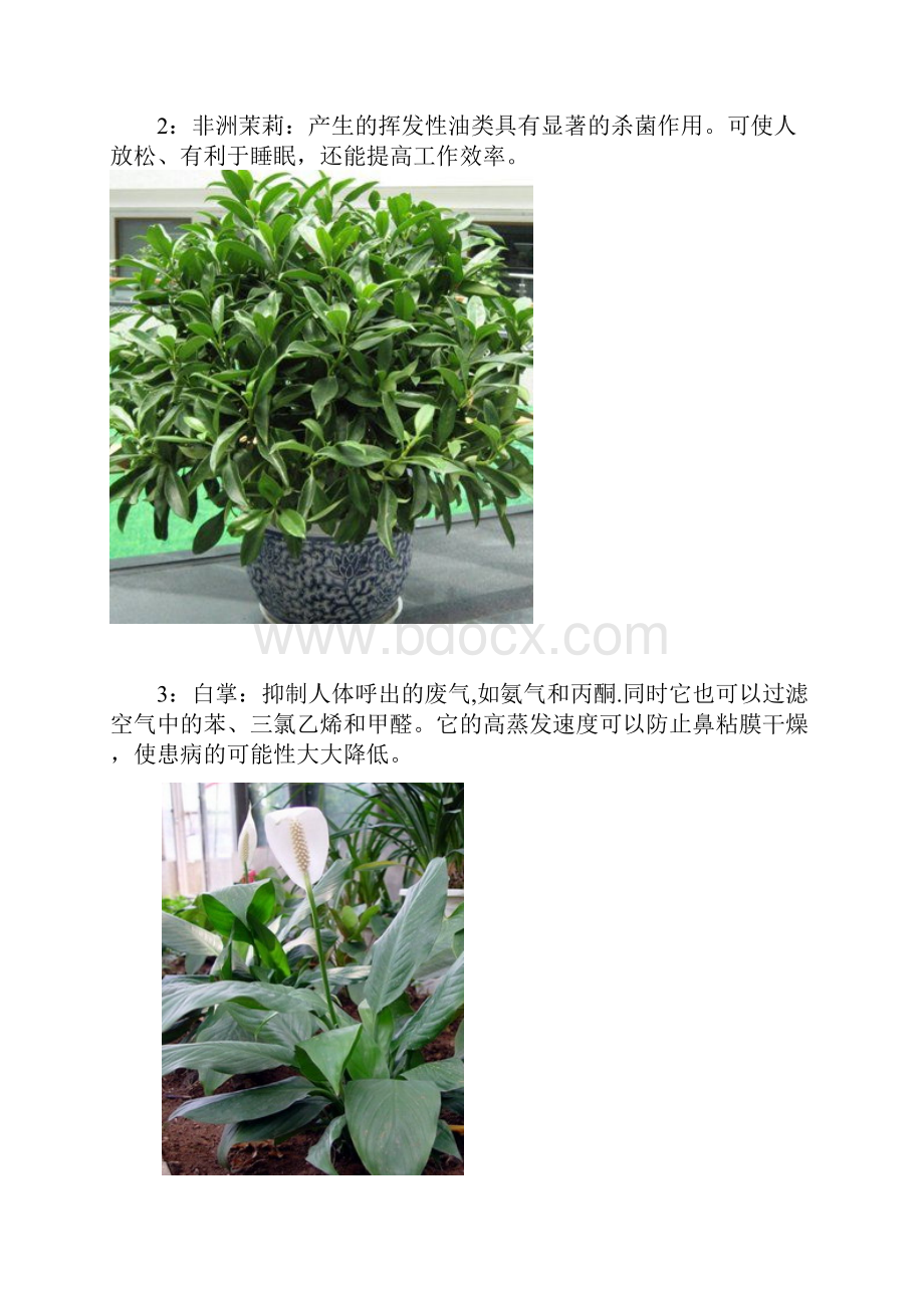 绿色植物.docx_第2页