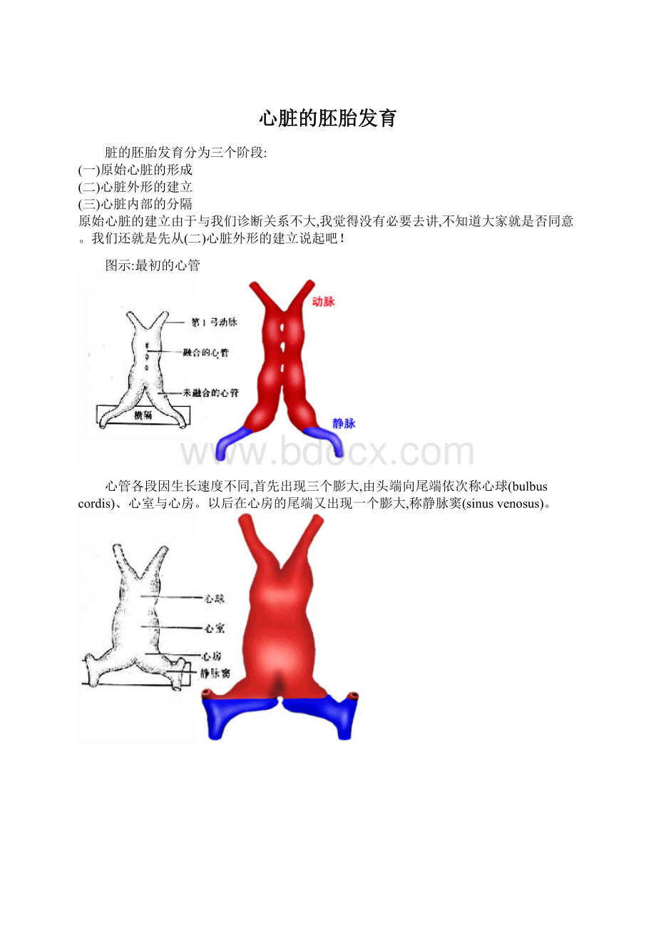 心脏的胚胎发育.docx_第1页