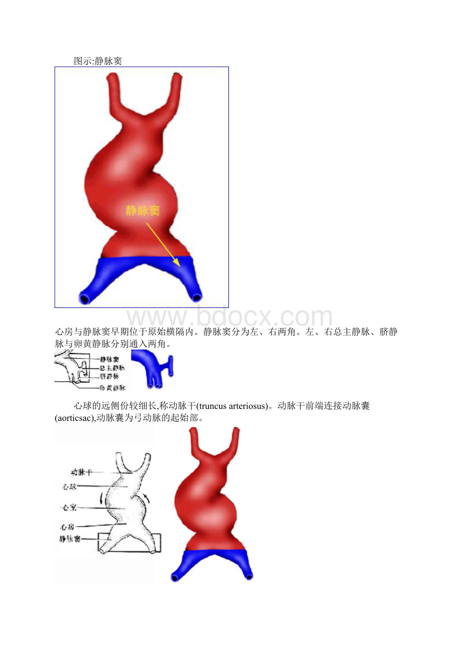 心脏的胚胎发育.docx_第2页