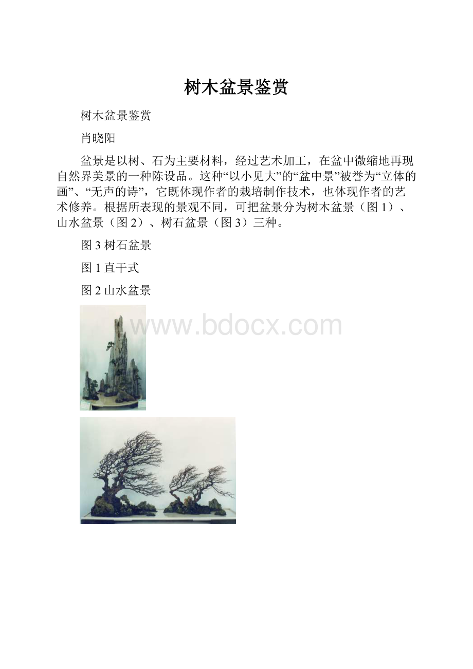 树木盆景鉴赏Word格式.docx