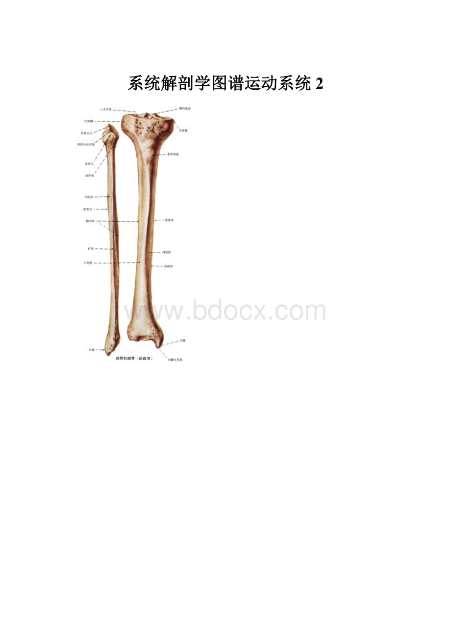 系统解剖学图谱运动系统2.docx_第1页