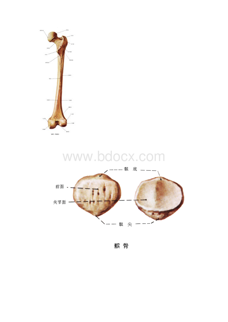 系统解剖学图谱运动系统2.docx_第2页