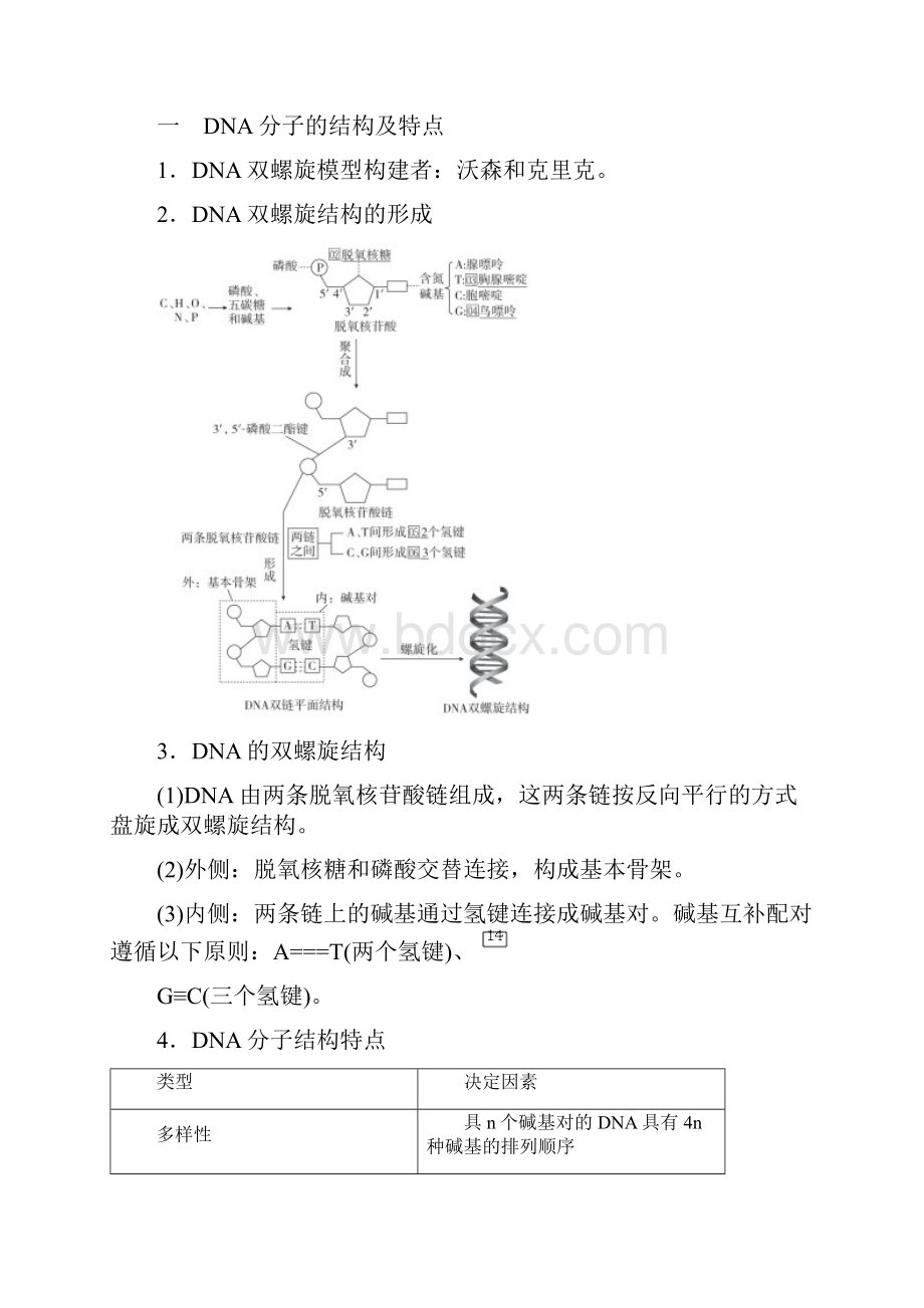 第6单元 第20讲 DNA分子的结构和复制基因的本质届高考一轮复习生物讲义文档格式.docx_第3页