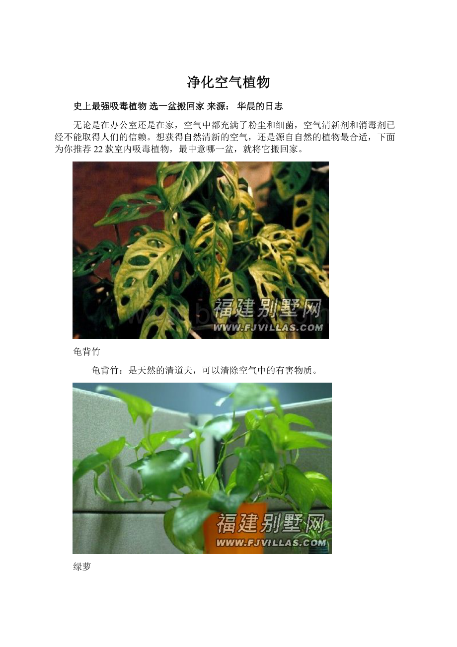 净化空气植物.docx