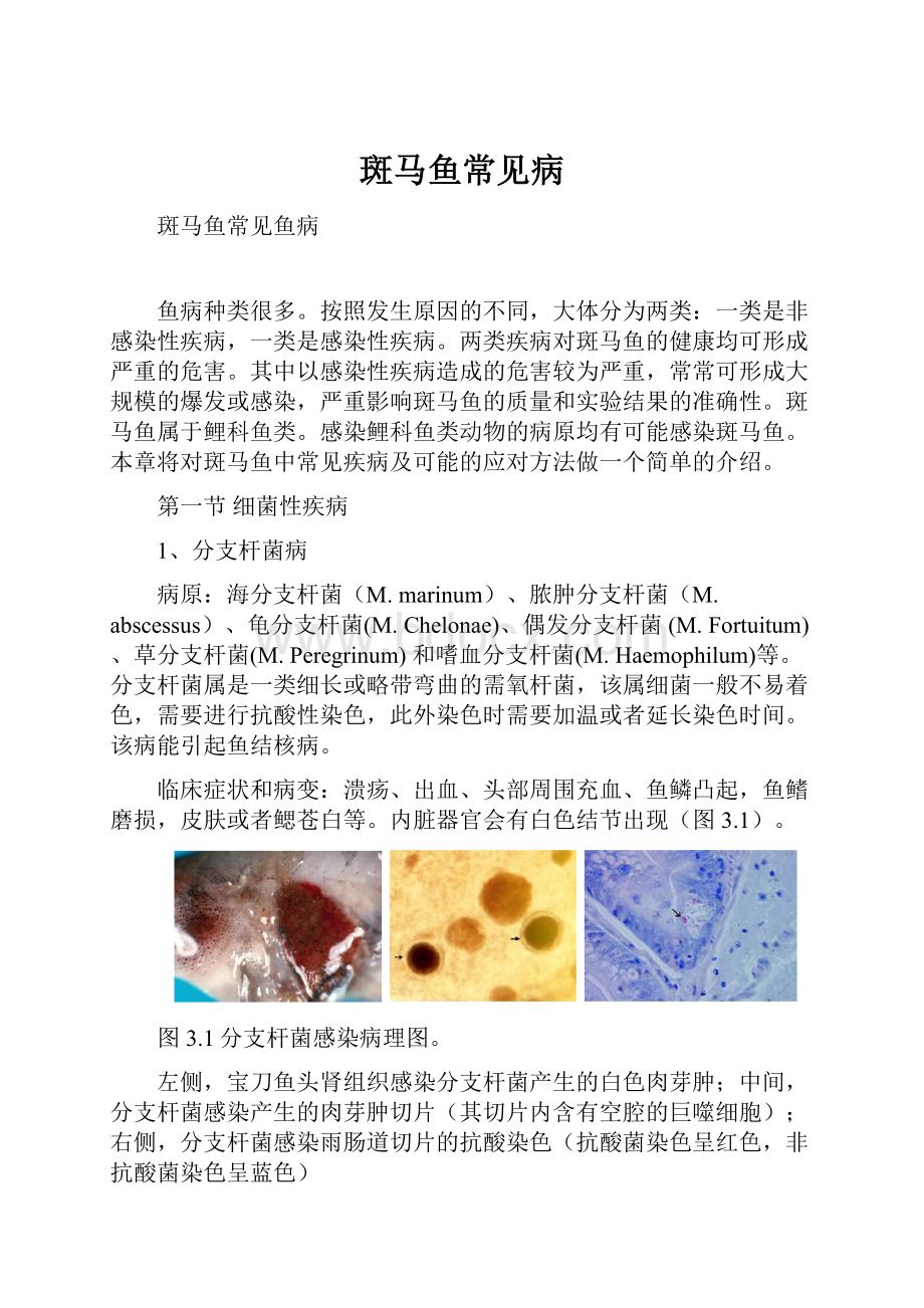 斑马鱼常见病Word格式文档下载.docx