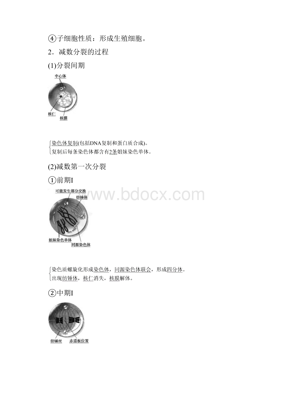 苏教版必修二 211 细胞的减数分裂 学案2.docx_第2页