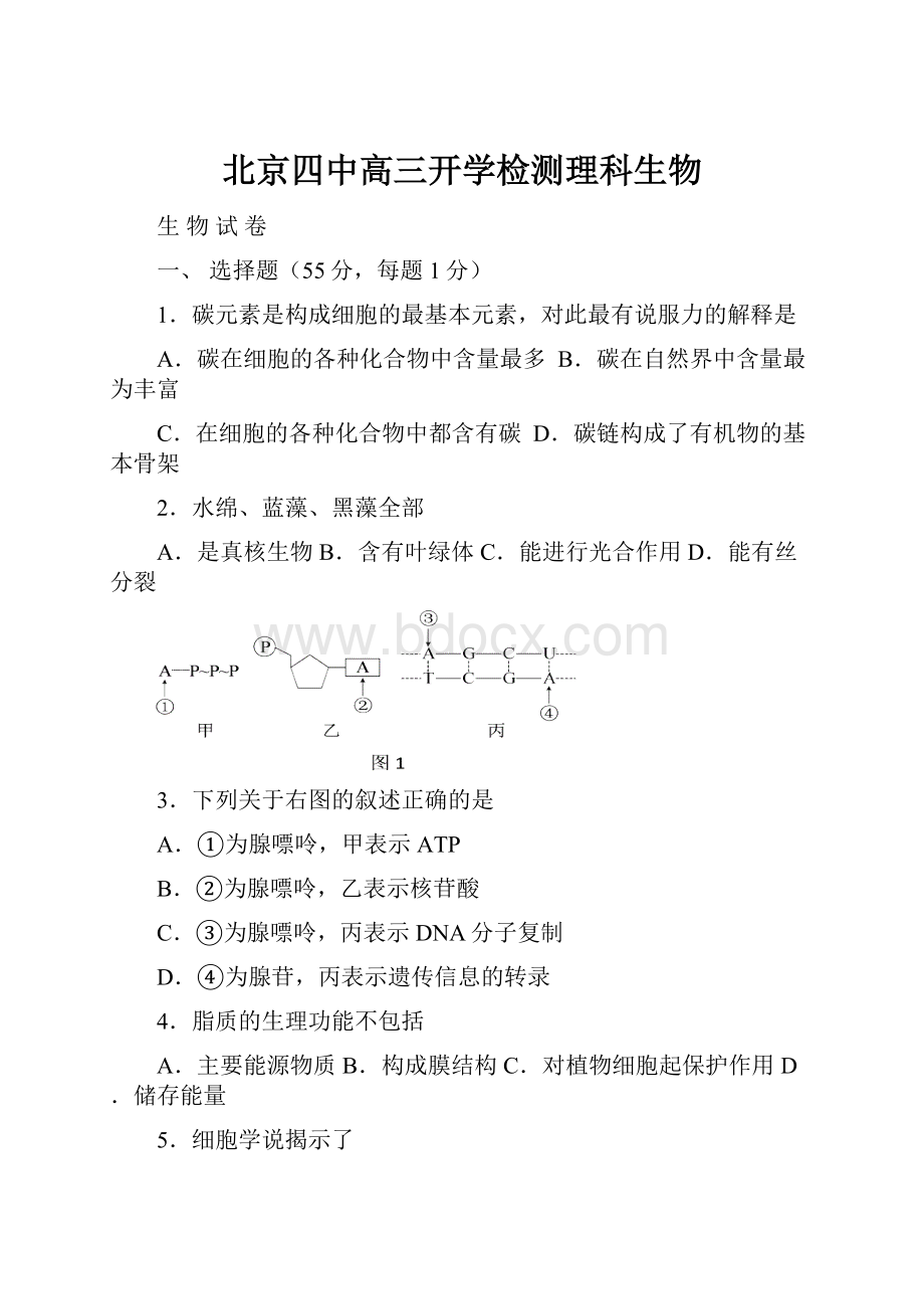 北京四中高三开学检测理科生物Word文件下载.docx