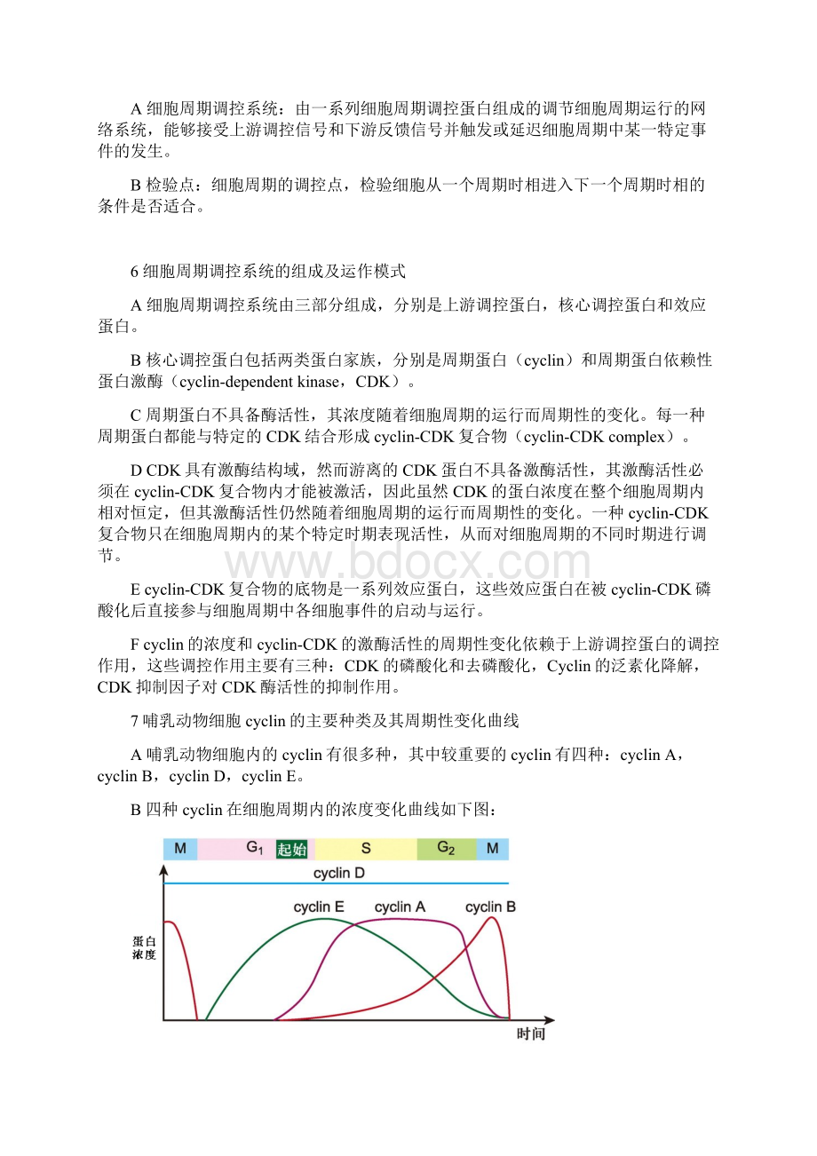 细胞生物学知识点汇总细胞周期Word文档格式.docx_第2页