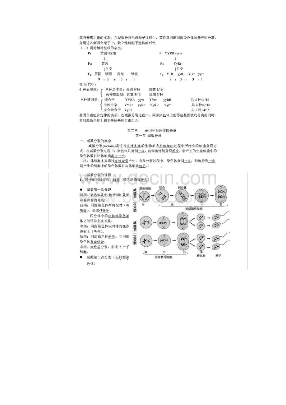 生物必修二知识点全Word文档下载推荐.docx_第2页