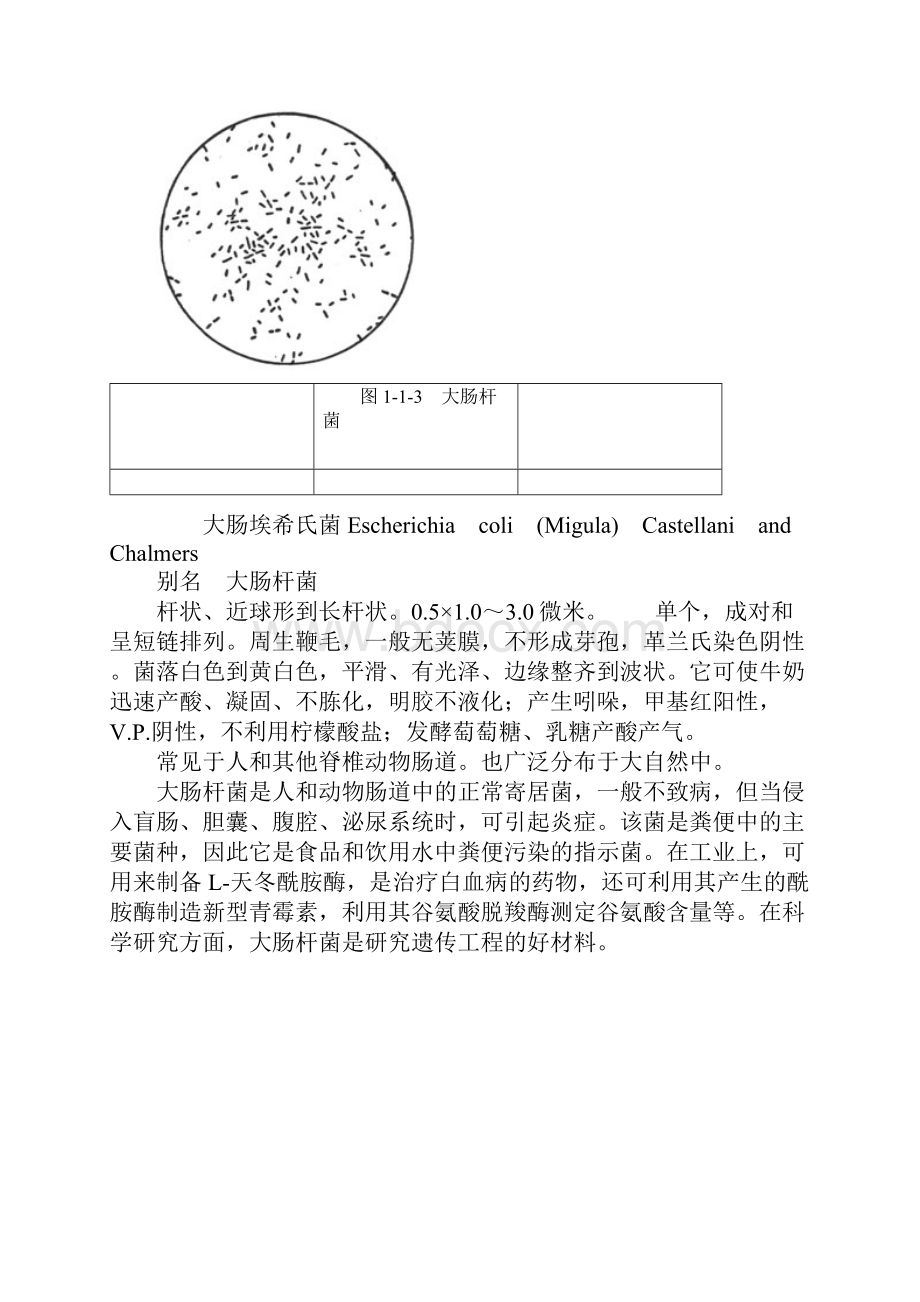 细 菌Word格式.docx_第3页