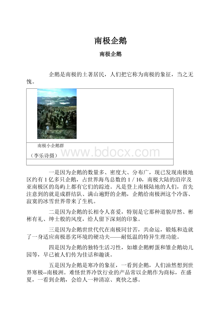 南极企鹅.docx_第1页